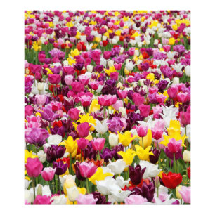 Impression Photo champ plein de tulipes