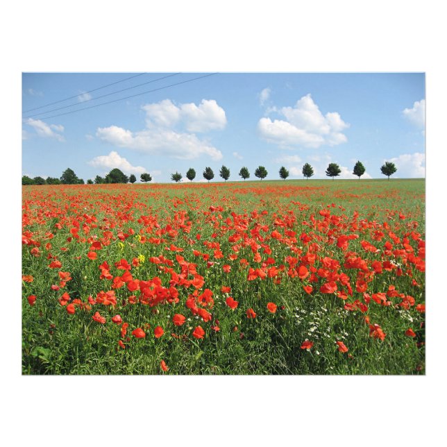 Impression Photo Champ Poppy (Devant)