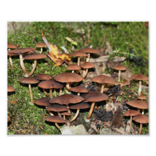 Impression Photo Champignons Brown Moss 10x8 Nature