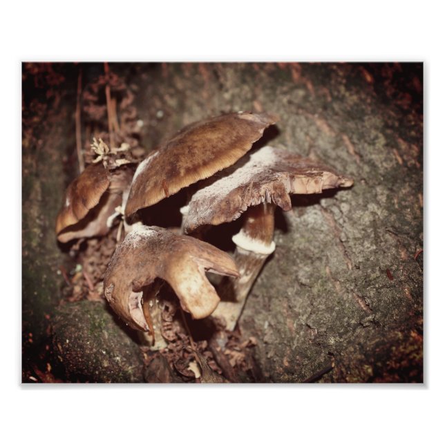 Impression Photo Champignons Brown Sauvages Dans Crevice Arbre 8x10 (Devant)