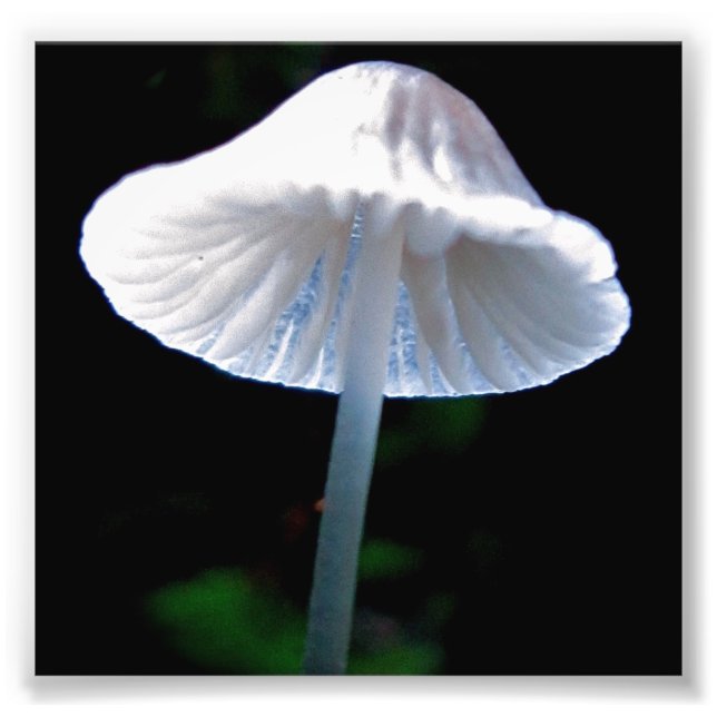 Impression Photo Champignons éclairés (Devant)