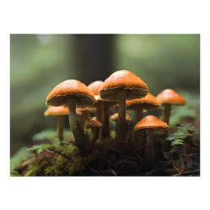 Impression Photo Champignons en pleine forêt