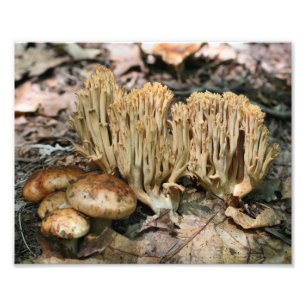 Impression Photo Champignons sauvages 10x8 Nature
