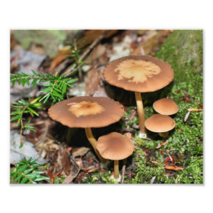 Impression Photo Champignons Sauvages Et Moss 10x8 Nature
