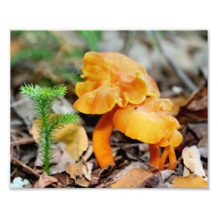 Impression Photo Champignons sauvages orange pâle 10x8 Nature