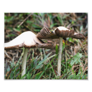 Impression Photo Champignons sauvages Paire 10x8 Nature Imprimer