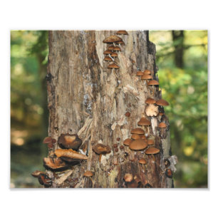 Impression Photo Champignons sauvages sur l'arbre 10x8 Nature Impri