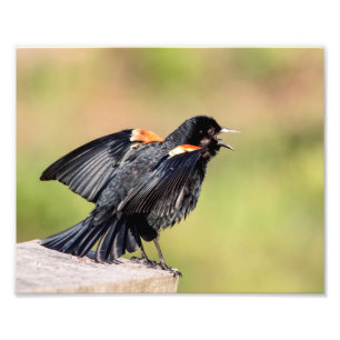 Impression Photo Chant de Blackbird à ailes rouges