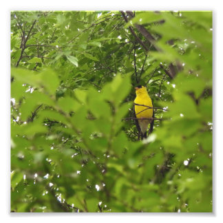 Impression Photo Chardonneret américain encadré par des feuilles