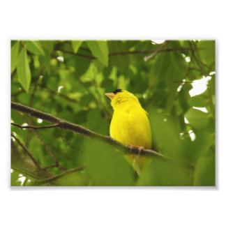 Impression Photo Chardonneret jaune américain aux pieds repliés