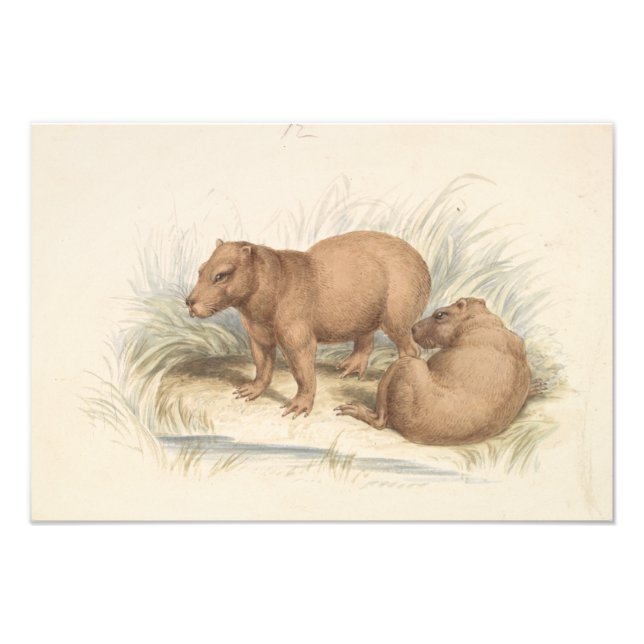 Impression Photo Charles Hamilton Smith - La Capybara (Devant)