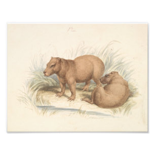 Impression Photo Charles Hamilton Smith - La Capybara