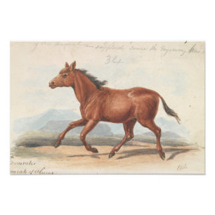 Impression Photo Charles Hamilton Smith - Le Cheval Koomrah