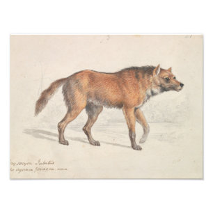 Impression Photo Charles Hamilton Smith - Maned Wolf