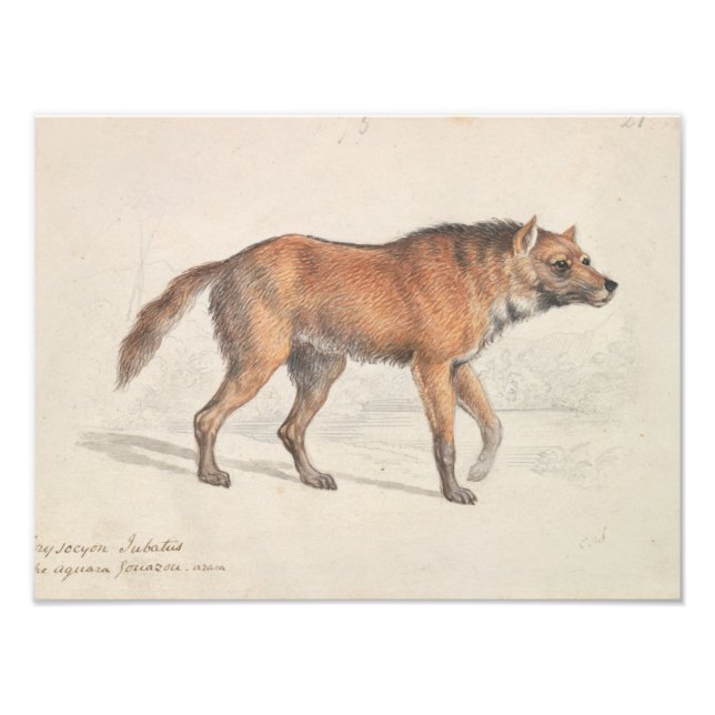 Impression Photo Charles Hamilton Smith - Maned Wolf (Devant)