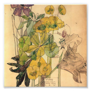 Impression Photo Charles Rennie Mackintosh - Spurge With Yham 1909