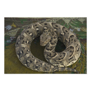 Impression Photo Charmeur de serpents Puff-adder africain Bitis