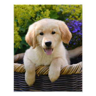Impression Photo Charming Goldie Retriever Chien Chien Puppy - Papi