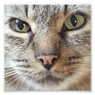 Impression Photo Chat Brown Longhair Tabby