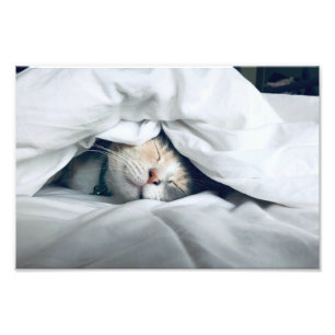 Impression Photo Chat Dormir sous une couverture blanche