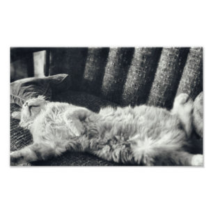 Impression Photo Chat Dormir Sur Canapé Feline Canapé Kitty