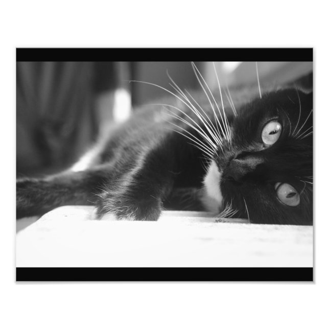Impression Photo Chat noir et blanc (Devant)