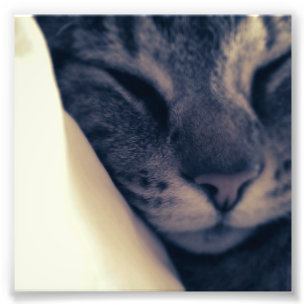 Impression Photo Chat paresseux