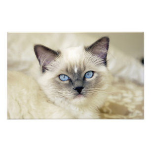 Impression Photo Chaton Ragdoll