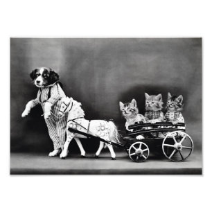 Impression Photo Chatons en transport