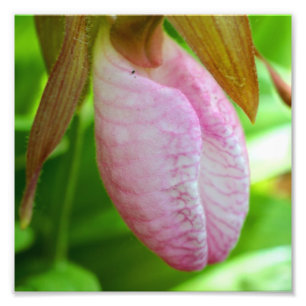 Impression Photo Chaussure rose pâle Fleur d'orchidée Gros plan 8x8