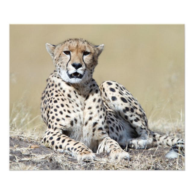 Impression Photo Cheetah (Devant)