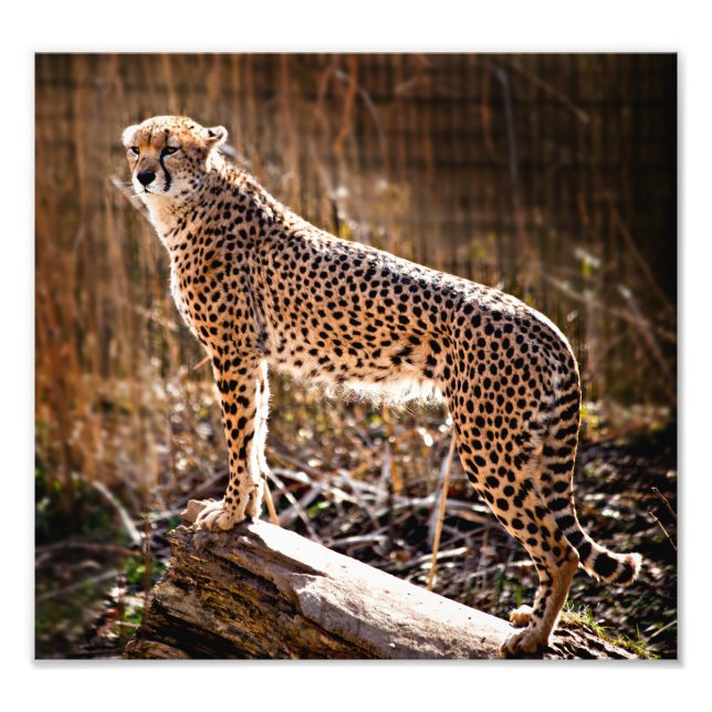 Impression Photo Cheetah (Devant)