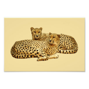 Impression Photo Cheetahs