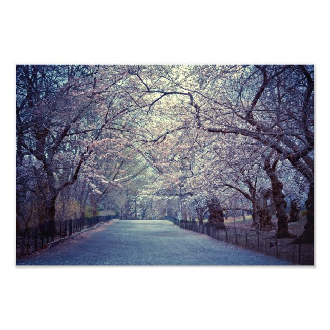 Impression Photo Chemin Central Park Cherry Blossom (Devant)