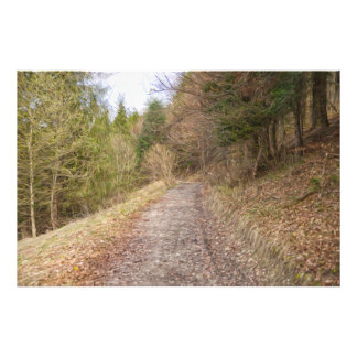 Impression Photo Chemin de printemps dans la forêt