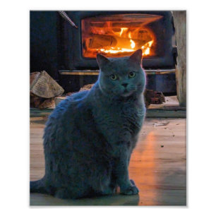 Impression Photo Cheminée Kitty de Shorthair britannique