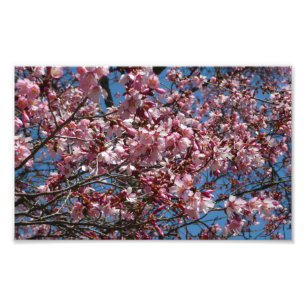 Impression Photo Cherry Blossoms et Blue Sky Spring Floral