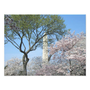 Impression Photo Cherry Blossoms et le monument de Washington à DC