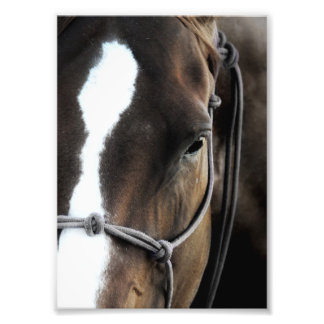 Impression Photo Cheval