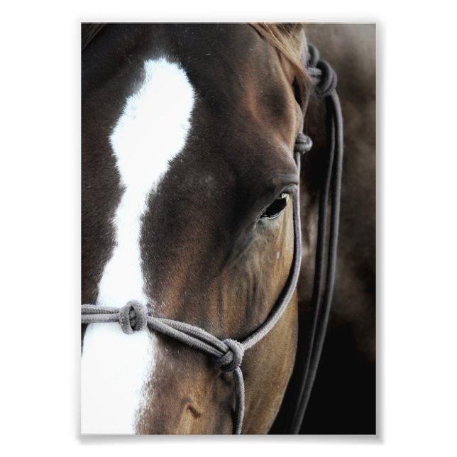 Impression Photo Cheval (Devant)