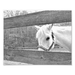 Impression Photo Cheval blanc