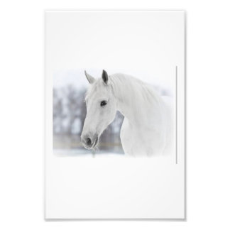 Impression Photo Cheval blanc