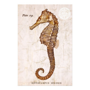 Impression Photo Cheval de mer vintage - Cheval de mer antique Cust