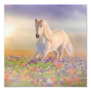 Impression Photo Cheval de rêve courant à travers le champ de fleur