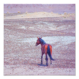 Impression Photo Cheval du désert P8640