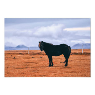 Impression Photo Cheval islandais noir emblématique