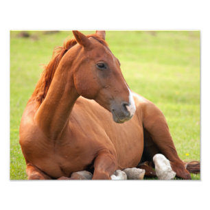 Impression Photo Cheval Se Détendre Dans Les Pâturages Verts
