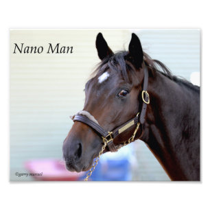 Impression Photo Cheval Thoroughbred - Nano Man