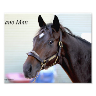 Impression Photo Cheval Thoroughbred - Nano Man