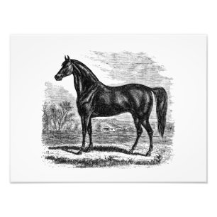 Impression Photo Cheval vintage de 1800s - modèle de cavalier de
